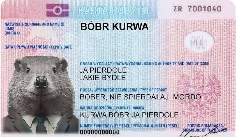 Бобр курва