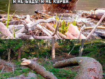 Бобр курва