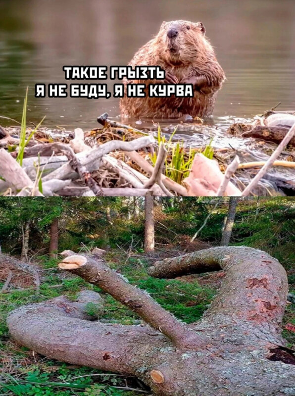 Бобр курва