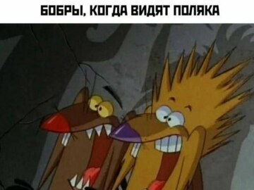Бобр курва