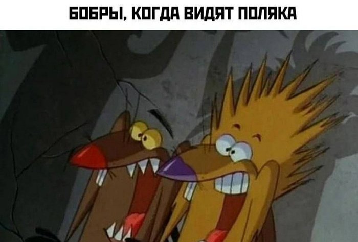 Бобр курва