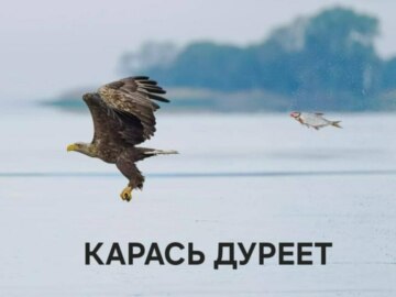 Карась дуреет