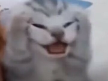 Котенок хватается за голову