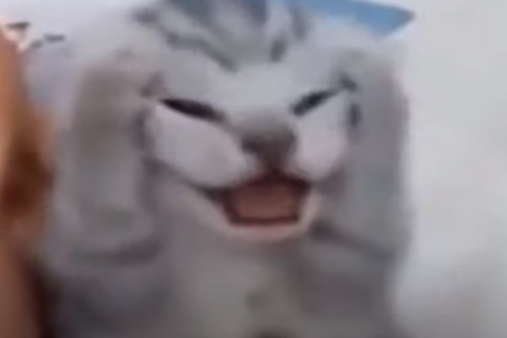 Котенок хватается за голову