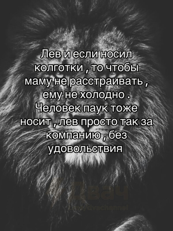 лев если и сосал