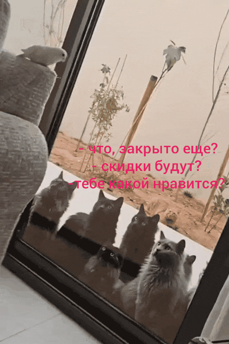 ptichki.gif