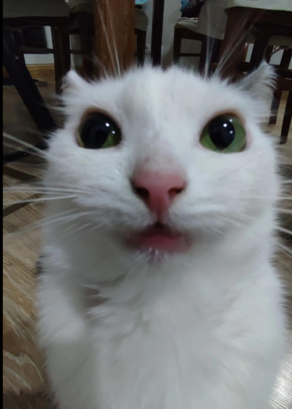 Белый кот говорит Белый кот говорит