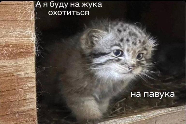 мемы июля 2025 мемы июля 2025