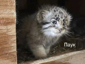 А я буду на жука охотиться на паука