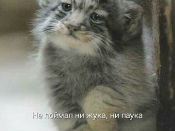 А я буду на жука охотиться на паука