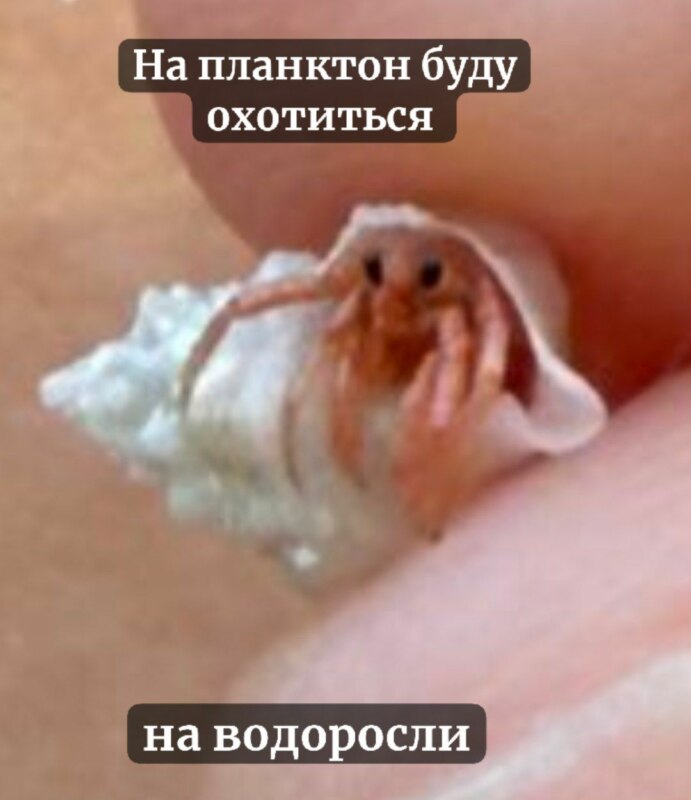 А я буду на жука охотиться на паука