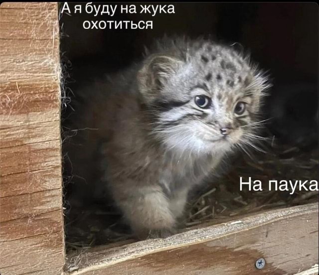 а я буду на жука охотиться а я буду на жука охотиться