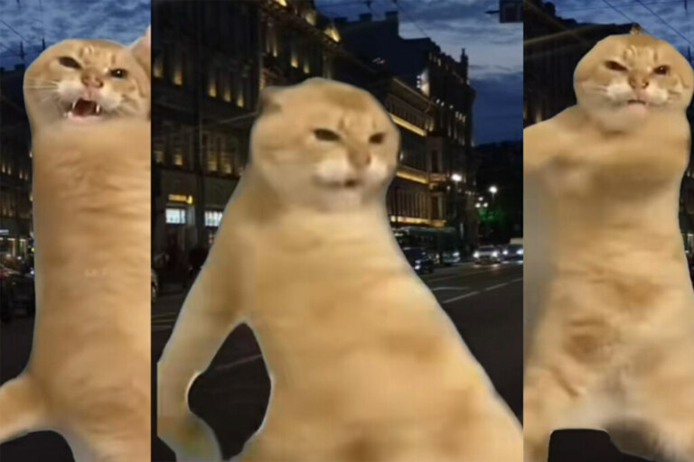 Рыжий кот танцует