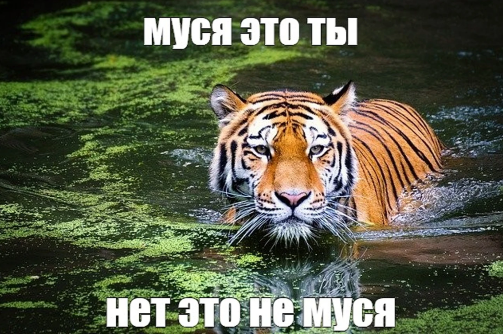 муся это ты муся это ты