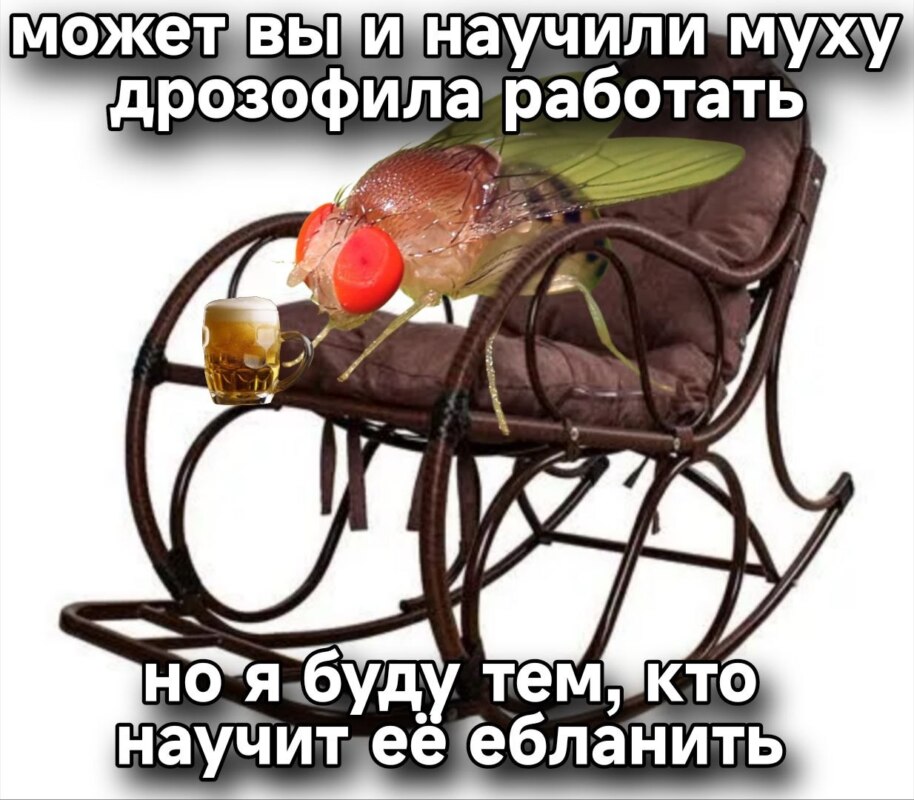 мозг мухи мем мозг мухи мем